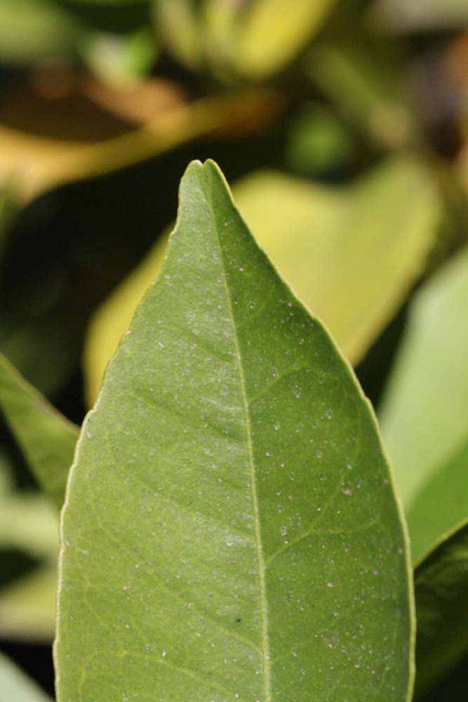              Margin (Riverside, CA)       